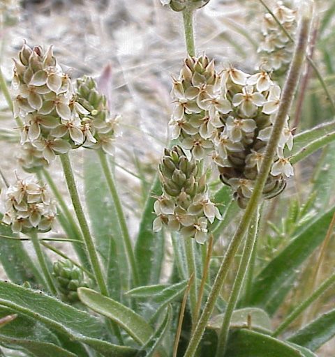c'est quoi le psyllium
